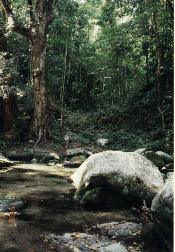 Regenwald